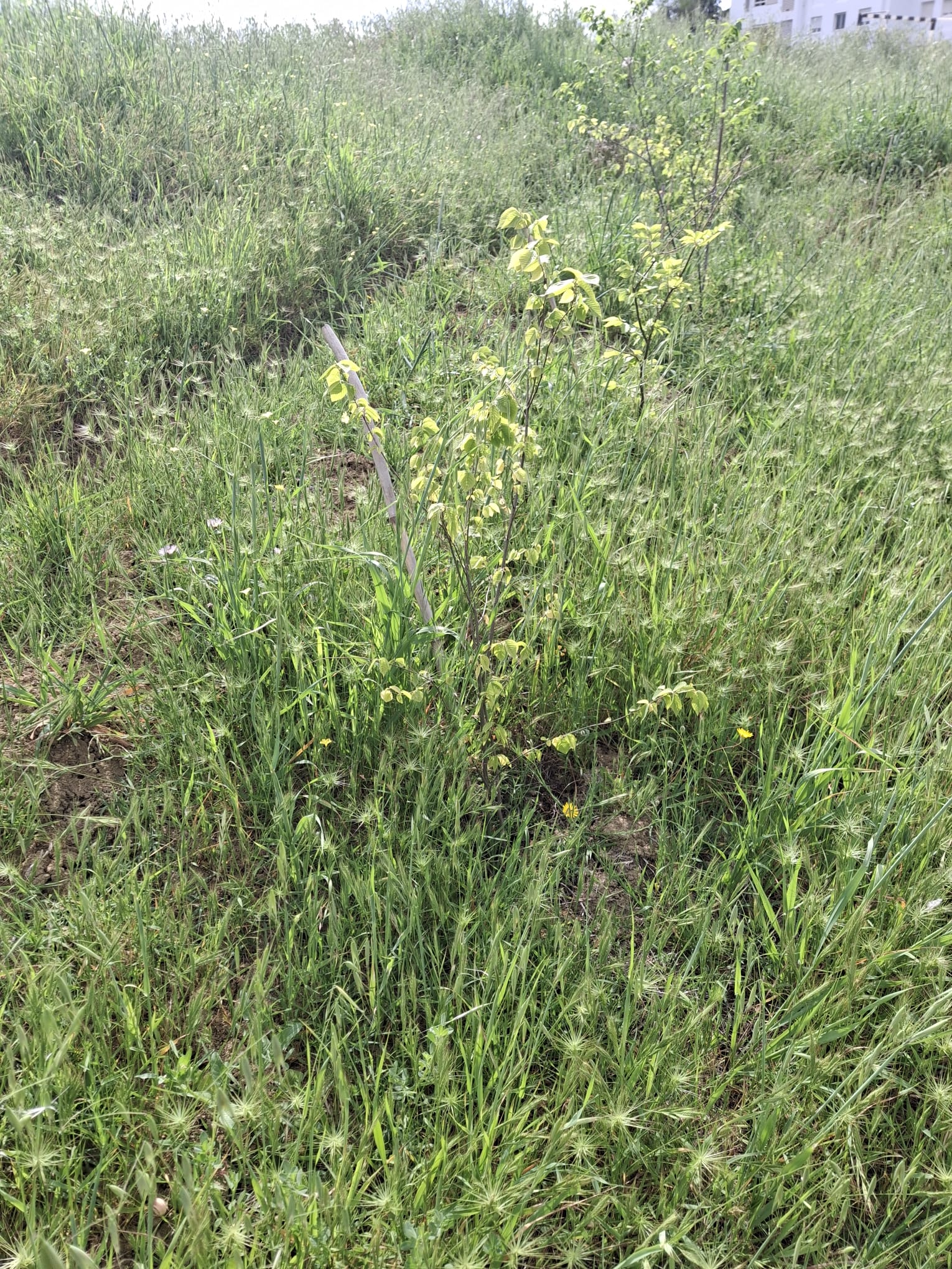 Spongy Slopes restoration project