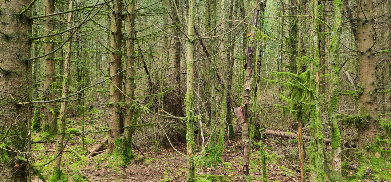 Schneifel