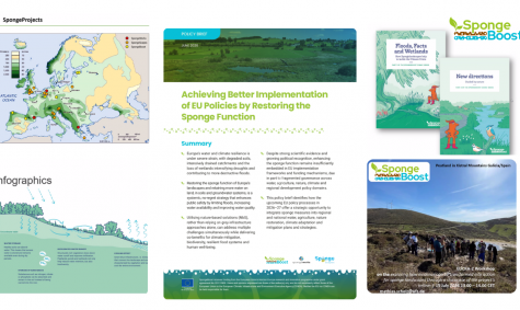 Turning evidence into action: Access the first SpongeBoost webinar recording and materials