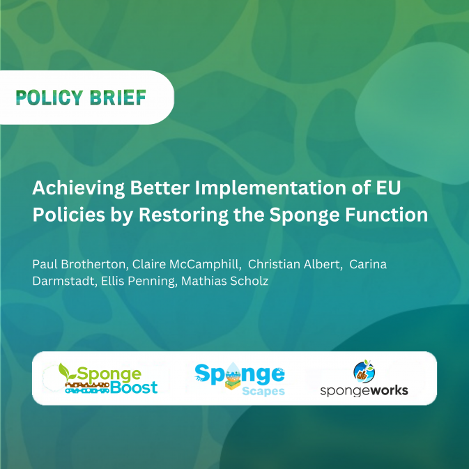 New policy brief outlines how EU policies can better support sponge restoration